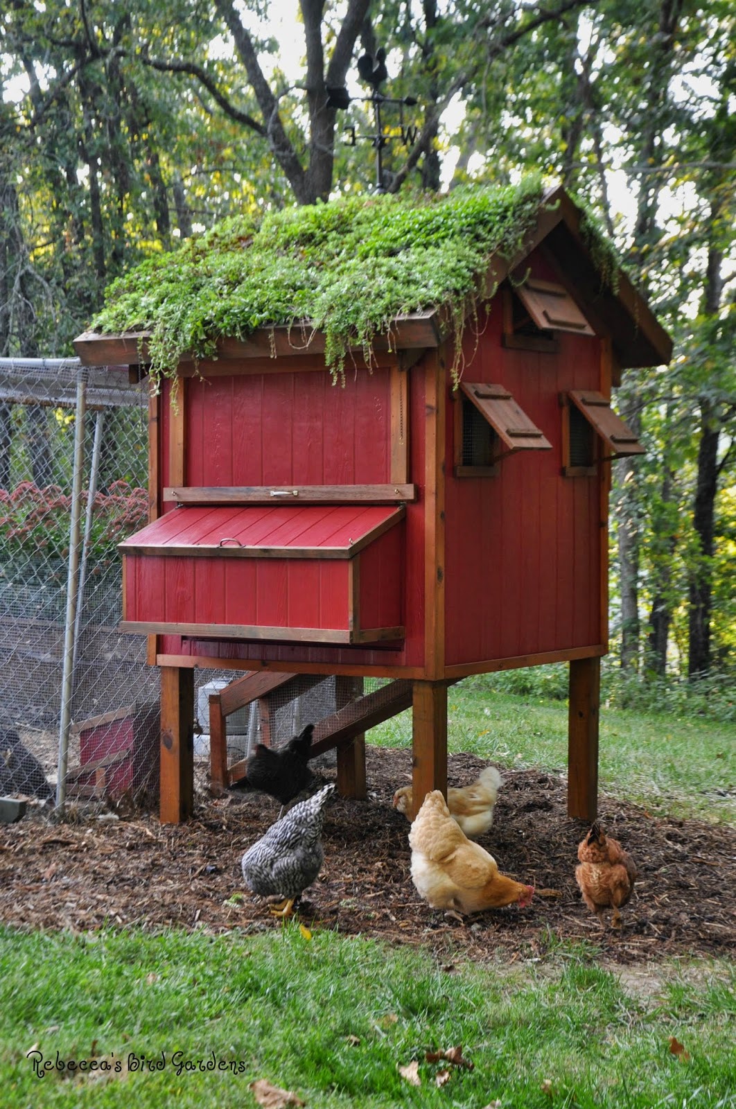 chicken-coop-projects-8